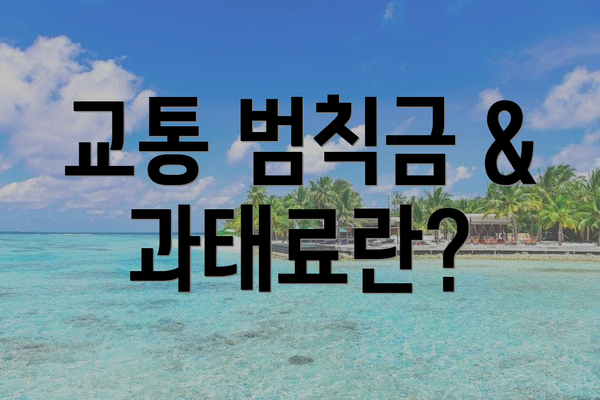 교통 범칙금 & 과태료란?